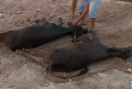 Adeal investiga doença que está matando gado no Agreste alagoano