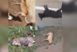 Dez cachorros de rua são achados mortos, em Igaci; suspeita é de envenenamento