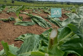 Vizinhos e familiares realizam campanha para ajudar agricultor que teve roça destruída, em Arapiraca