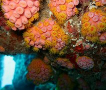 Coral-sol, espécie invasora ﻿é identificada em Alagoas e pode causar impactos na pesca e no turismo
