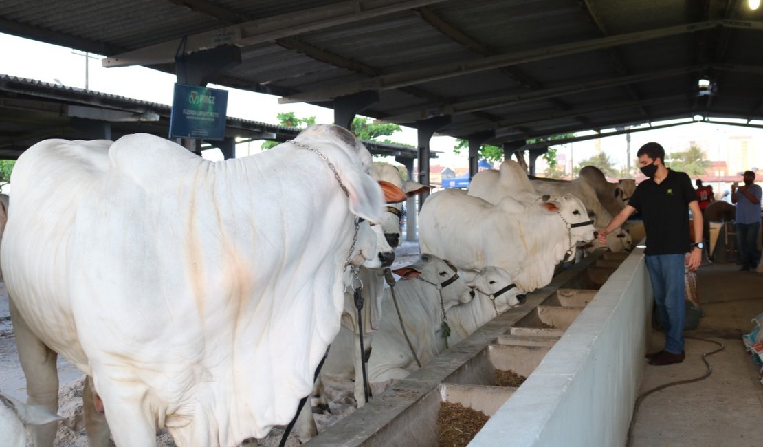 70º Expoagro: nacional do santa inês movimenta o Parque da Pecuária