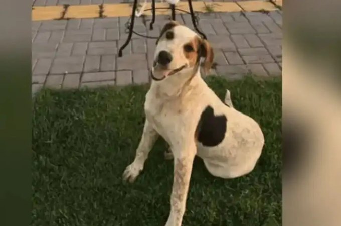 Cachorro comunitário Abacate é morto por um tiro no Paraná