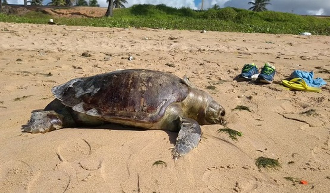 Banhistas encontram tartarugas mortas em praias de Maceió