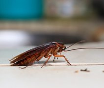 Ginecologista encontra barata morta na vagina da paciente: 'Chegou no hospital inquieta'