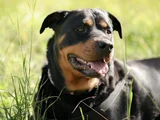 Cães de grande porte envelhecem mais rápido, aponta estudo