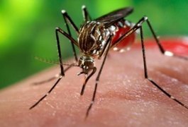 Recife confirma primeira morte de paciente com miosite causada por chikungunya
