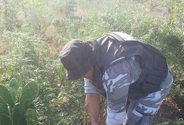 PM encontra mais de 240 pés de maconha no Sertão de Alagoas