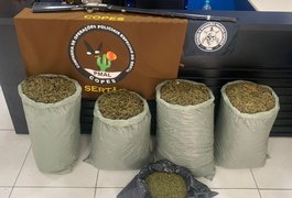 Polícia Militar apreende quase 32kg de maconha no Sertão de Alagoas