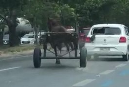 Vídeo. Cavalo sozinho em carroça causa pânico na Avenida Durval de Góis Monteiro