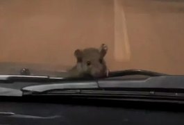 Rato pega carona, escala carro em movimento e assusta mãe e filha