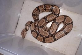 Filhote de jiboia de 1,5 metro é capturado em quintal de residência, no interior de AL