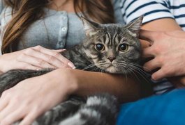 Estudo aponta que gatos imitam a personalidade de seus donos