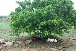 Vacas tentam se abrigar da chuva em árvore e morrem atingidas por raio