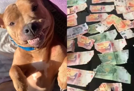 Cadela come mais de R$ 900 e elimina cédulas pelas fezes