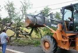 Árvore que caiu e interditou parte da Avenida Ceci Cunha é retirada pela Selip