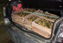 PRF apreende cerca de 700 pássaros silvestres avaliados em R$ 35 mil, em Sergipe