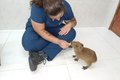 Filhote de capivara tratado em Alagoas ganha novo lar em zoológico em Fortaleza