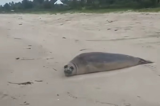 Foca é avistada em praia de Barra de Santo Antônio, em Alagoas, e chama atenção de moradores