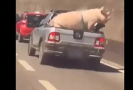 Motorista transporta porco amarrado em caçamba de carro