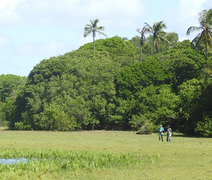 Grupo de pesquisa do MHN cataloga todas as aves de Piaçabuçu