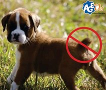 Resolução do CFMV proíbe cirurgias estéticas mutilantes em cães e gatos