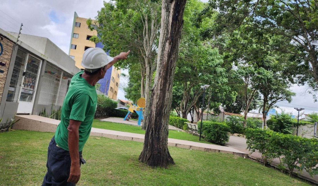 Prefeitura de Arapiraca abre inscrições para 1º curso de poda de árvores