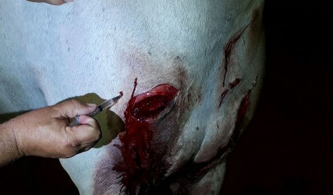 Animais ficam feridos após susto e colisão com uma viatura da Força Tarefa