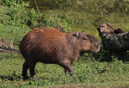 Motociclista fica ferido ao atingir capivara na BR-316, em Palmeira dos Índios