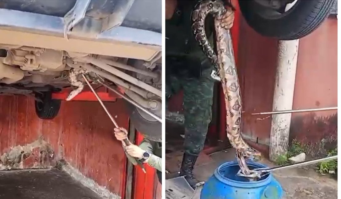Jiboia de cerca de dois metros é resgatada embaixo de carro na parte alta de Maceió