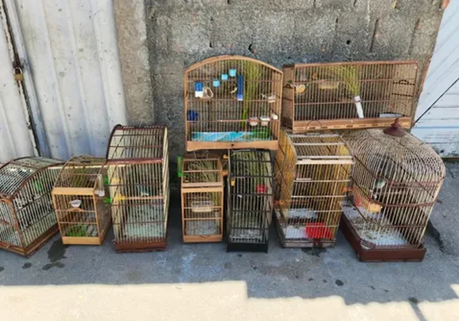 PM apreende 111 aves silvestres mantidas ilegalmente em cativeiro no Litoral Sul de Alagoas