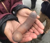 Milhares de 'peixes-pênis' aparecem em praia da Califórnia