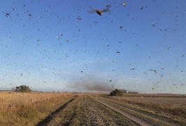 Nuvem de gafanhotos ameaça plantações no Sul do Brasil