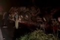 Imagens mostram saque de carga de carne após capotamento de carreta na BR-101, em Alagoas