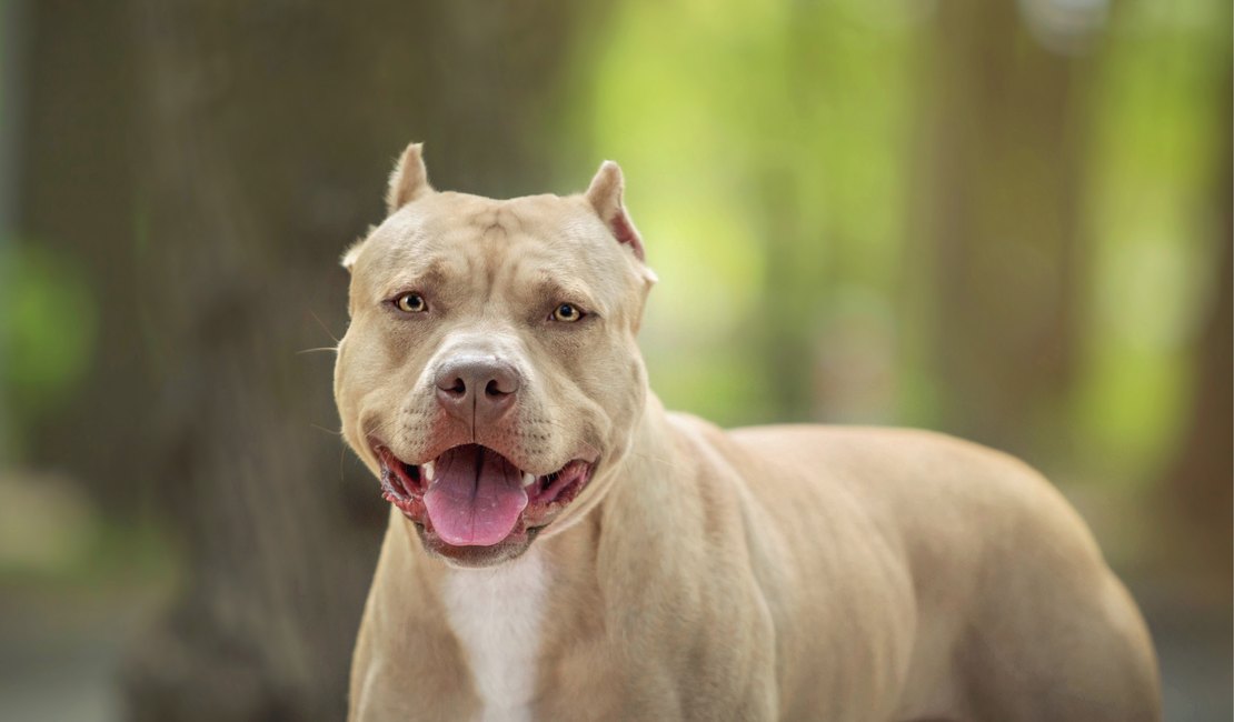 Sessão especial discutirá posse e circulação de cães considerados agressivos