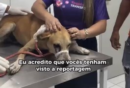 Cachorro é baleado no olho com espingarda de chumbo em União dos Palmares