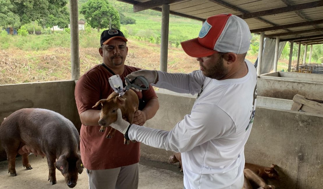 Quarta etapa da vacinação contra a peste suína clássica vai até o dia 15 de julho em Alagoas