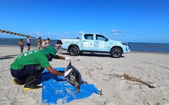 Boto-cinza encontrado morto na Barra de Santo Antônio