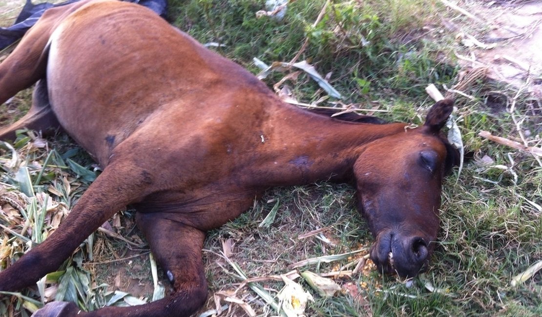 Comissão da OAB denuncia eutanásia em animais de rua, em Maceió