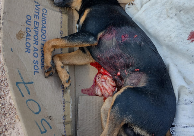 VÍDEO: Pitbull solto em rua do bairro Cavaco ataca e mata pinscher que estava com criança