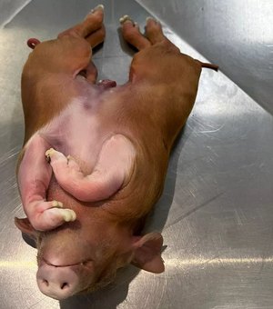 Porcos siameses nascem unidos pelo abdômen e serão estudados em SC