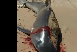 VÍDEO. Tubarão é esquartejado por populares na Praia do Miaí, em Coruripe