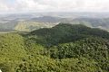 Alagoas registra queda de 68,4% no desmatamento em 2025, segundo MapBioma