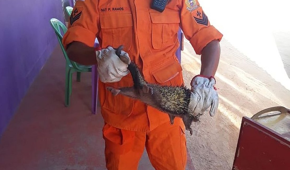 Porco-espinho é resgatado pelo Corpo de Bombeiros em telhado de lanchonete no Litoral Norte