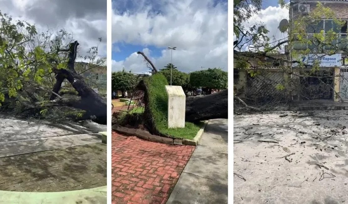 Árvore centenária tomba em São José da Laje, em AL, e deixa município sem energia