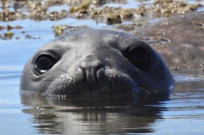 Elefante-marinho 'Leôncio' não é visto no litoral alagoano desde a noite da segunda-feira (23)