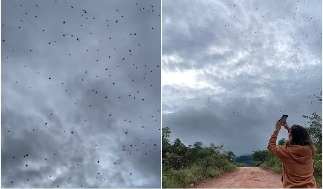 'Chuva de aranhas': entenda o que está por trás do fenômeno que viralizou na internet