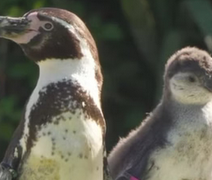 Casal de pinguins do mesmo sexo choca ovo de espécie em extinção