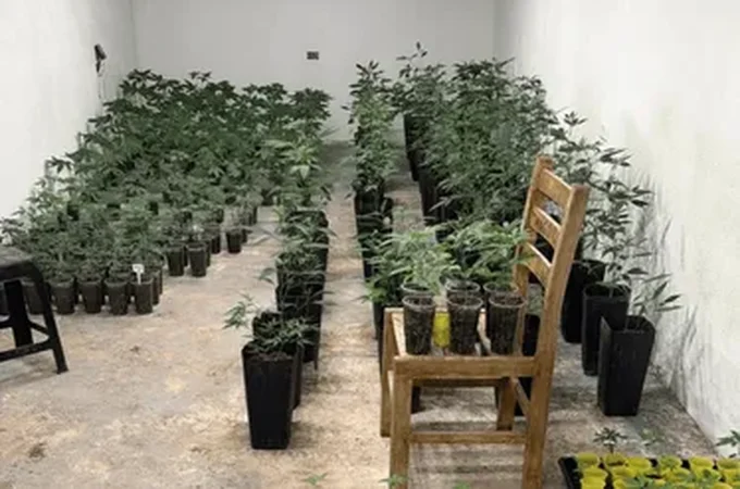 Fantástica fábrica de drogas: polícia estoura estufas de maconha