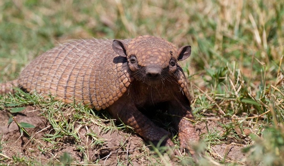 IMA/AL e Sesau alertam: tatupeba pode transmitir a hanseníase