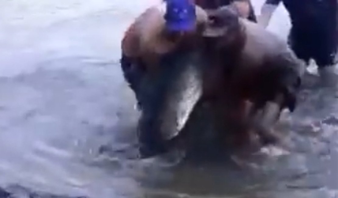 Vídeo. Pescadores pescam peixe de 2 metros no interior alagoano